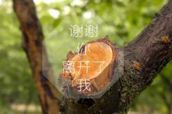 LOL赛事-沙漠之鹰刺穿北欧冰原，伊朗中场铁壁铸就2026世界杯B组惊天一役，坎塞洛致命一击改写历史