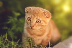 -浙江队掀翻骑士震撼世界，文班亚马的41分宣言，这里没有巨人，只有战士