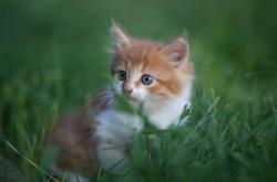 英雄联盟总决赛-三色风暴，一场定义时代的非官方世纪对决