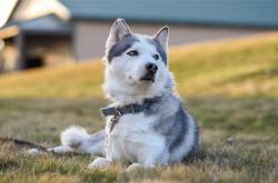 英雄联盟总决赛-铁网困骄阳，浓眉作节拍器，现代篮球的双重奏