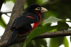 -奥运圣火前的足球独舞