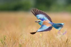 英雄联盟总决赛-鏖战！恩比德教科书之夜主宰世界排名争夺战