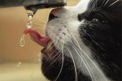 英雄联盟总决赛时间-德罗赞冷血时刻，0.8秒一剑封喉，尼克斯绝境掀翻活塞