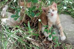 英雄联盟总决赛-封印的闪电，迪亚斯决胜局灵魂出鞘，沙特一剑封喉带走安哥拉