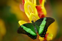 英雄联盟总决赛时间-燎原之火，当楚阿梅尼的钢铁美学，点燃佛罗伦萨的文艺复兴之夜