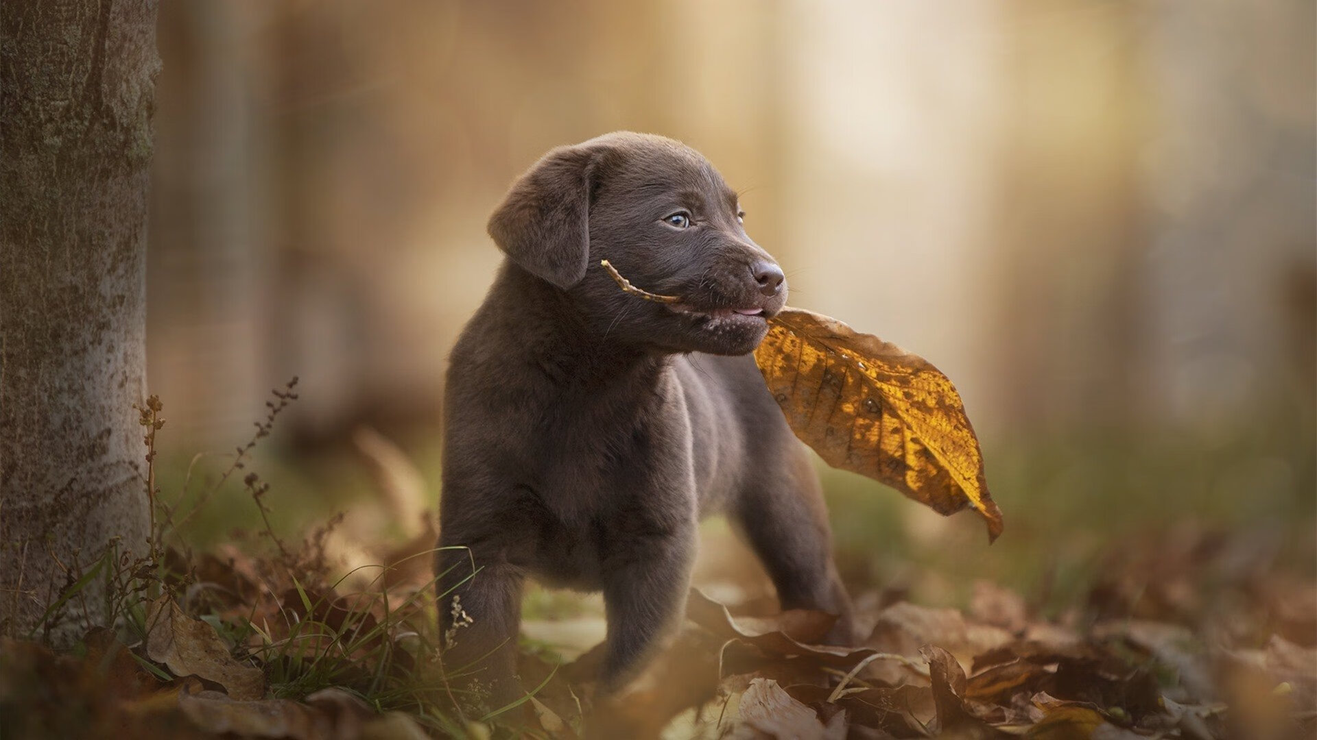 篮球的两种解法，哈利伯顿的外科手术与掘金的重锤突击