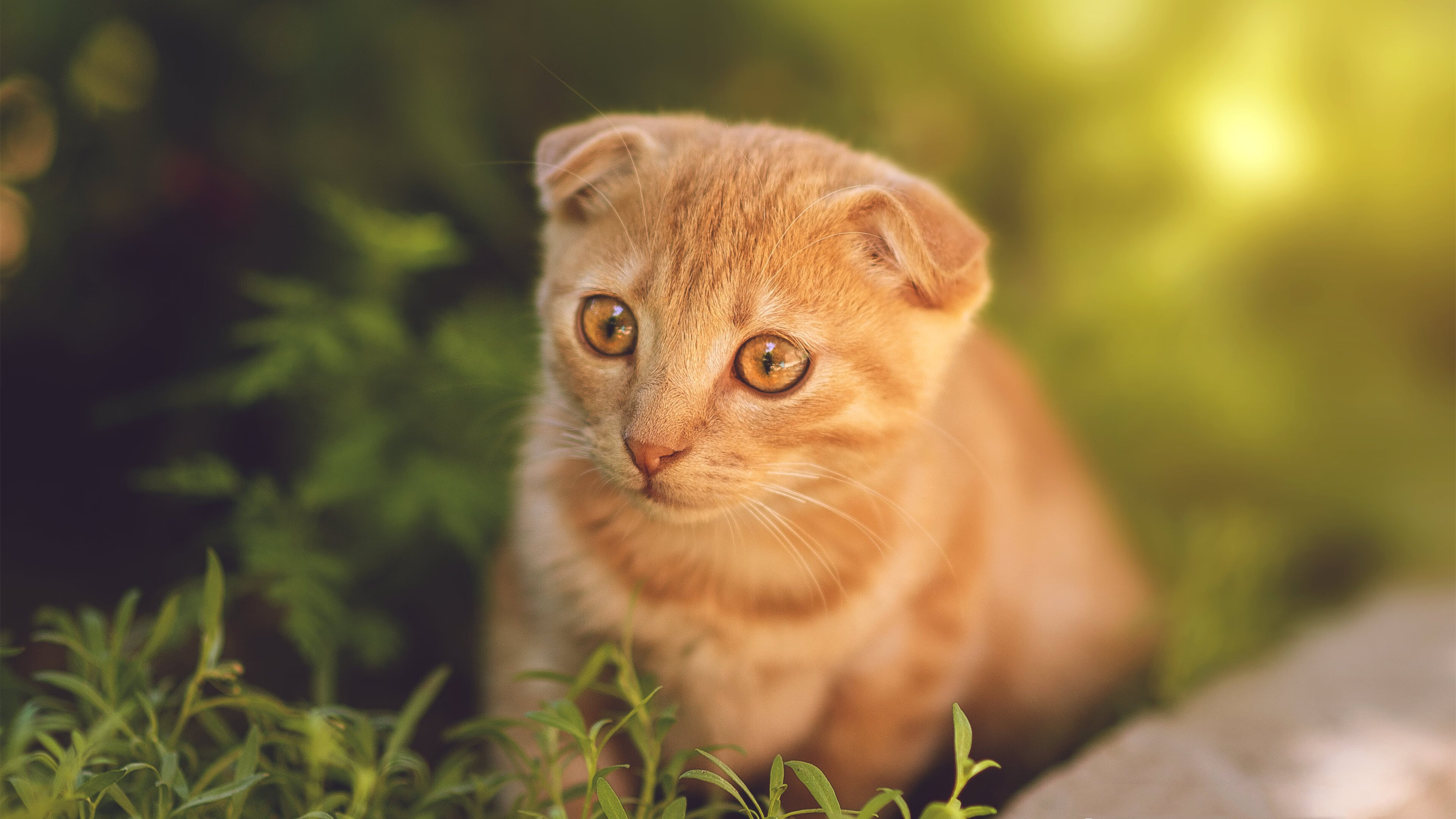 浙江队掀翻骑士震撼世界，文班亚马的41分宣言，这里没有巨人，只有战士