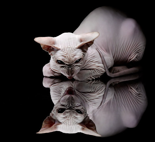 东方巨龙闪耀欧冠，中国元素绝杀秘鲁神话