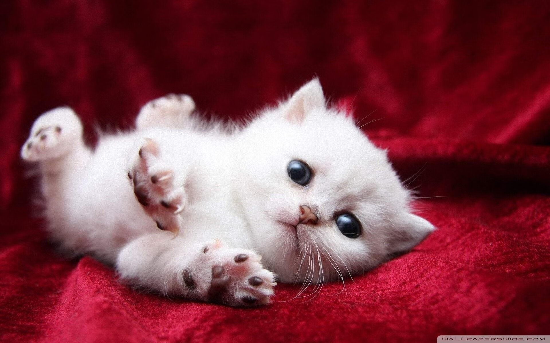 奥运周期关键战之夜,莱奥末节爆发,一役封神