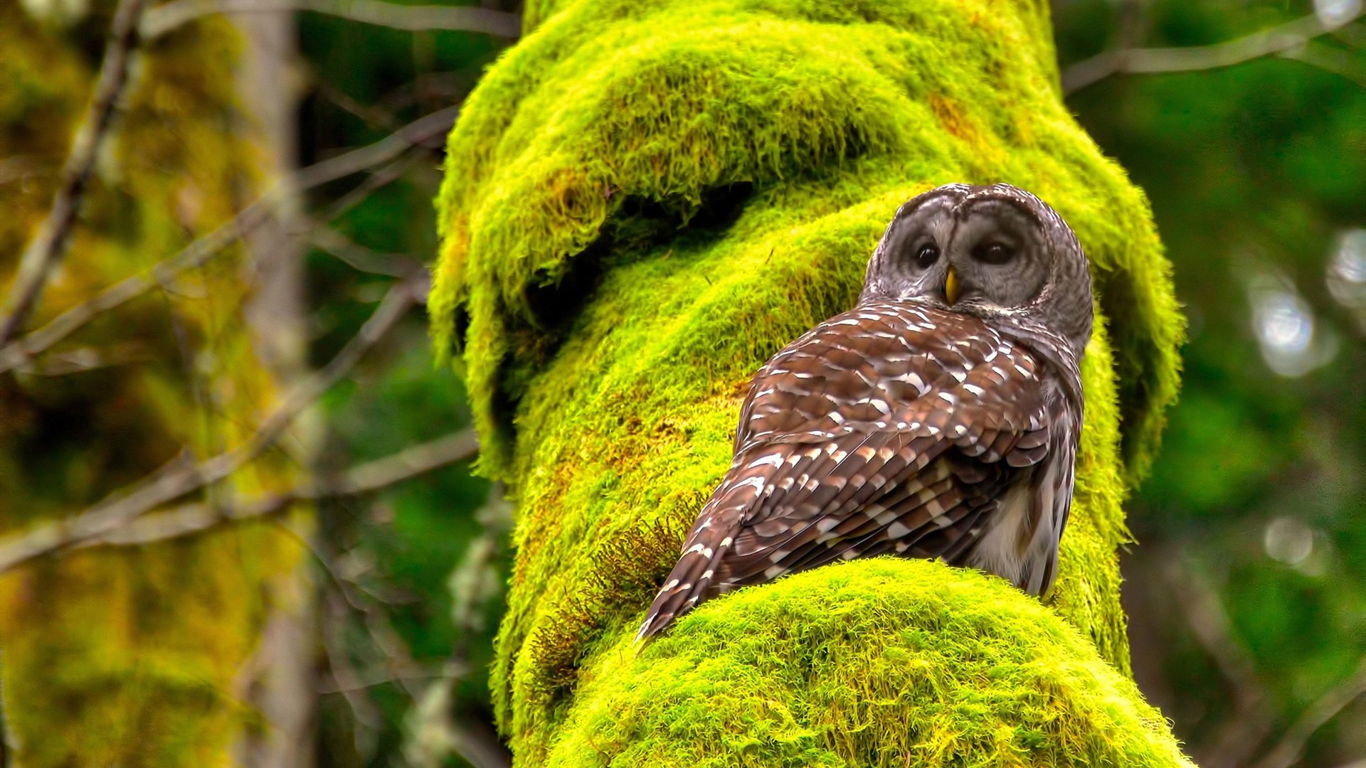 活塞打穿广东队防线，浓眉制胜一球诠释比赛唯一性