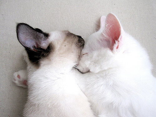 西决生死战之夜,小贾伦·杰克逊,谁是唯一操盘手?