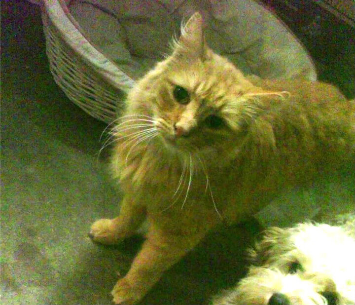 窒息时刻！绝杀背后的战术革新，佩德里如何改变乌拉圭足球基因？