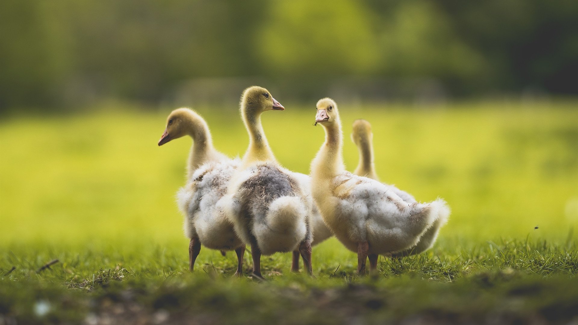 巅峰时刻,奥运关键战的炽热星辰与塔图姆的领袖之路