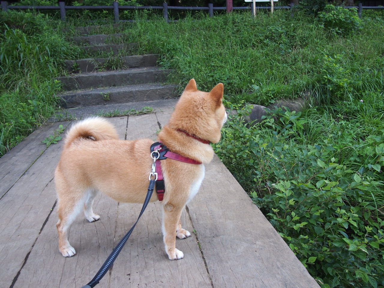 极速赛道与硬木战场,体育世界中的巅峰对决