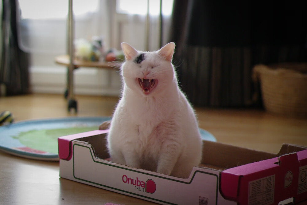 星空唯一的舞者，当马丁内利照亮亚平宁之夜