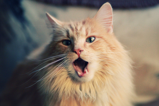 五线谱上的决定性休止符,奥利维耶与尤文逆转命运的47分钟