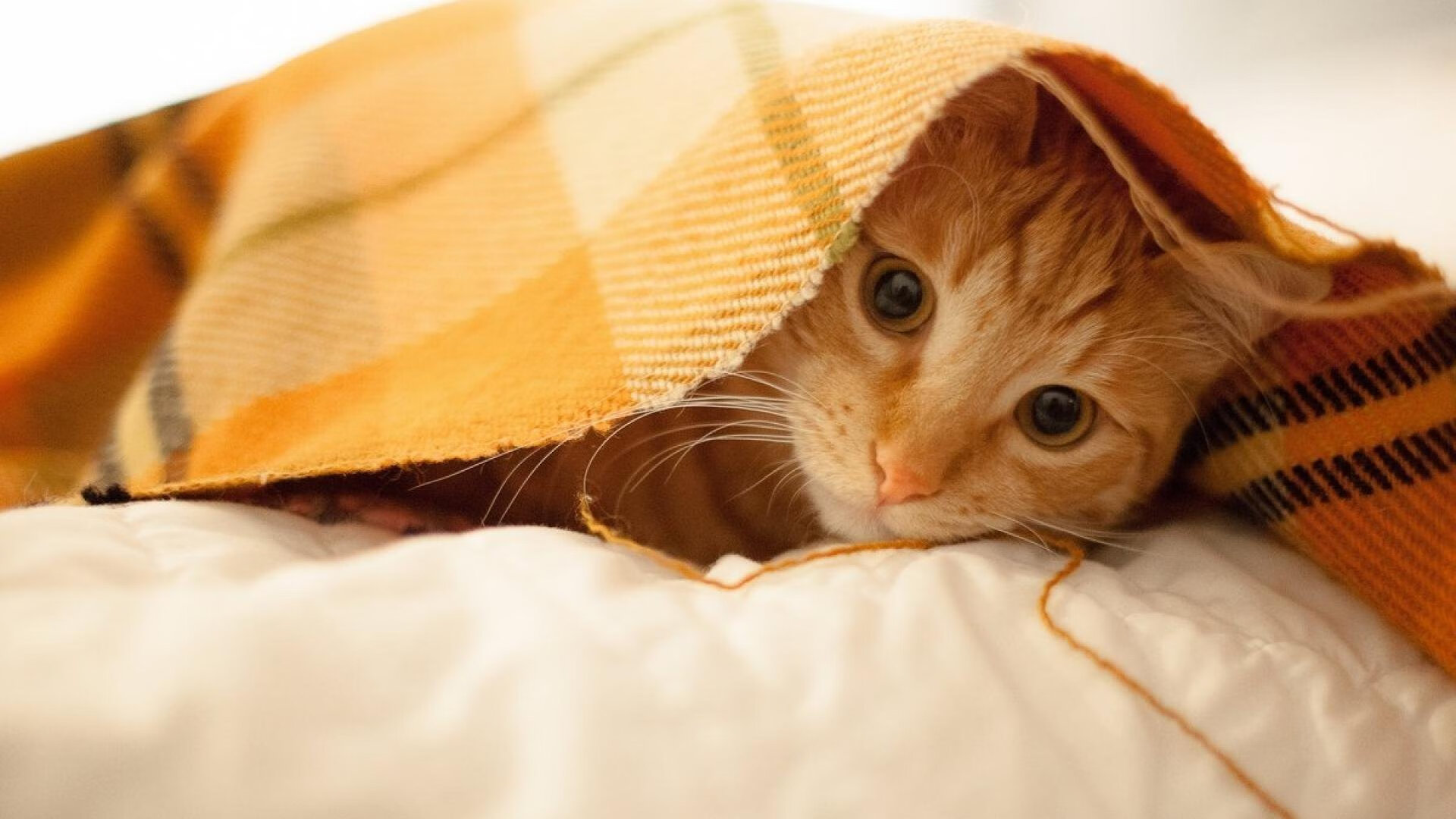 磐石之心与绞索之力，斯通斯的冷酷与智利的窒息美学