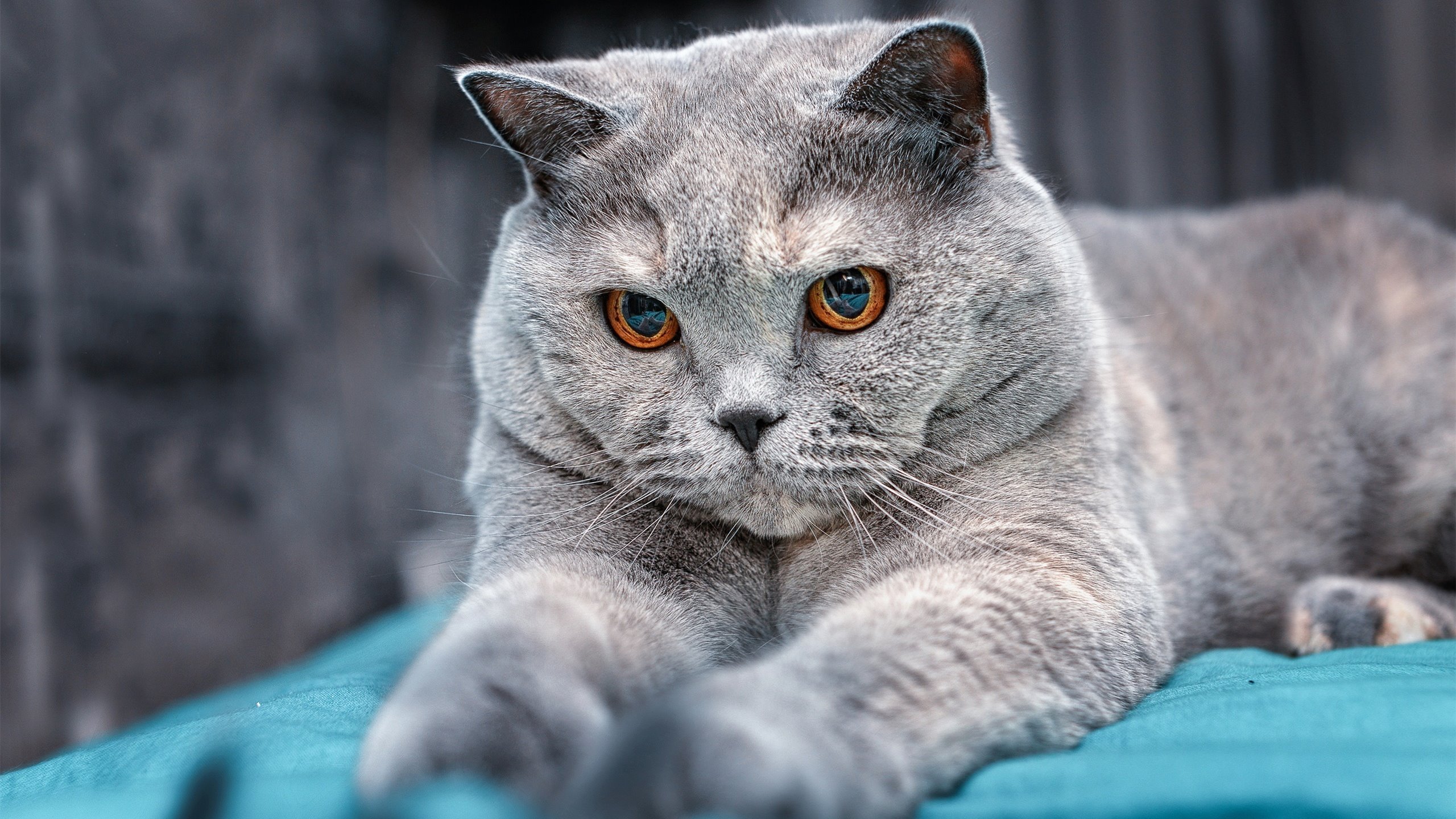 大场面先生小贾伦一人独舞,却难敌篮网战术铁笼扼杀黄蜂