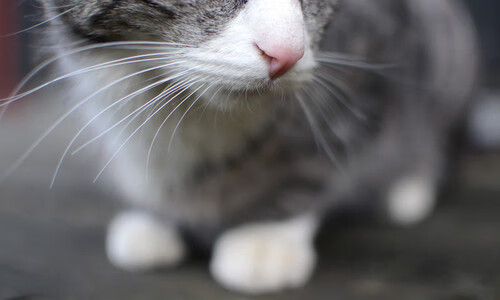 新王试剑，旧主沉舟，爱德华兹的怒吼划破密尔沃基夜空