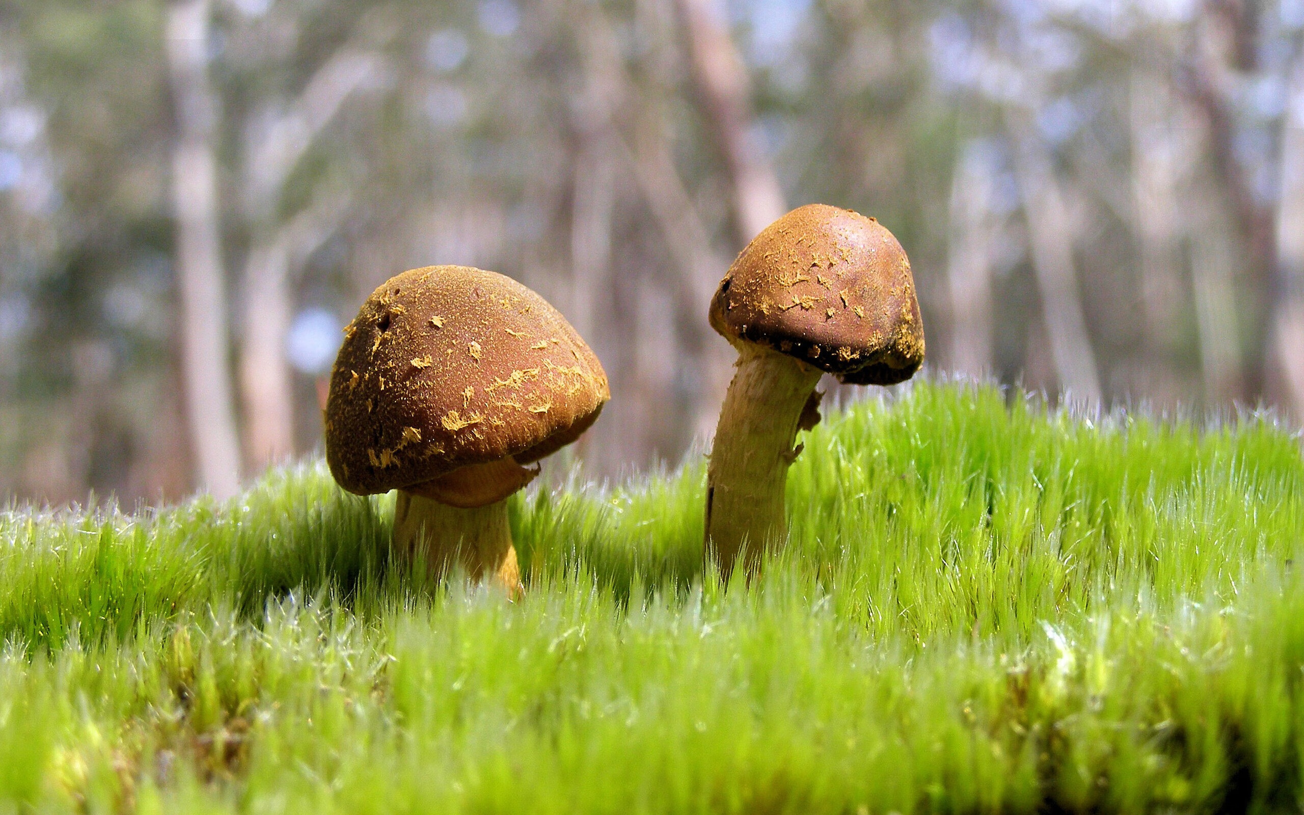 老树新花与奇兵突进,卡瓦哈尔史诗一战,加纳乔助力曼联稳稳击沉黄潜