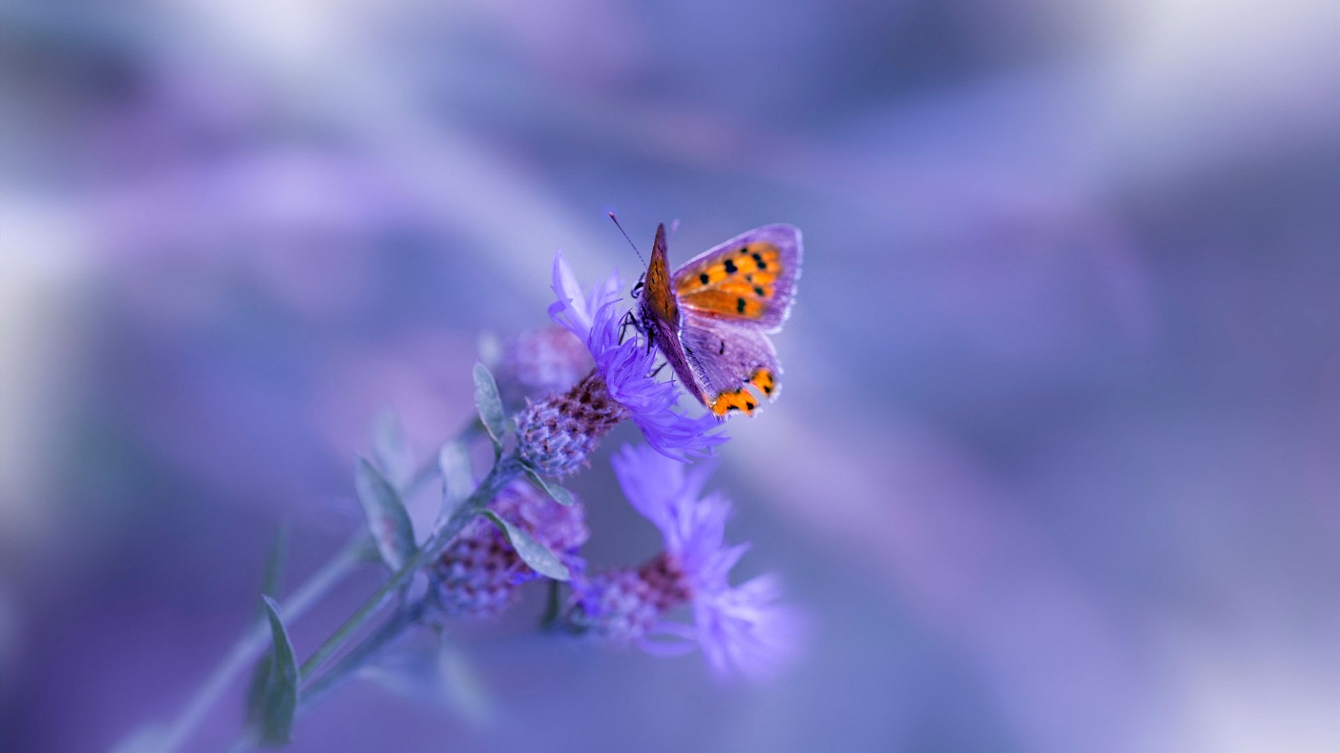 范戴克，横跨大洲的叹息之墙—当里昂的哥伦比亚利刃撞上终极防线