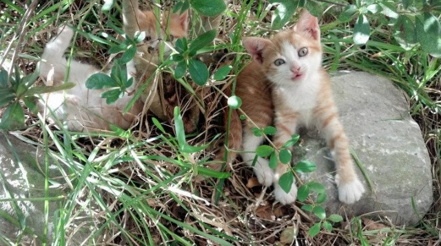 封印的闪电，迪亚斯决胜局灵魂出鞘，沙特一剑封喉带走安哥拉
