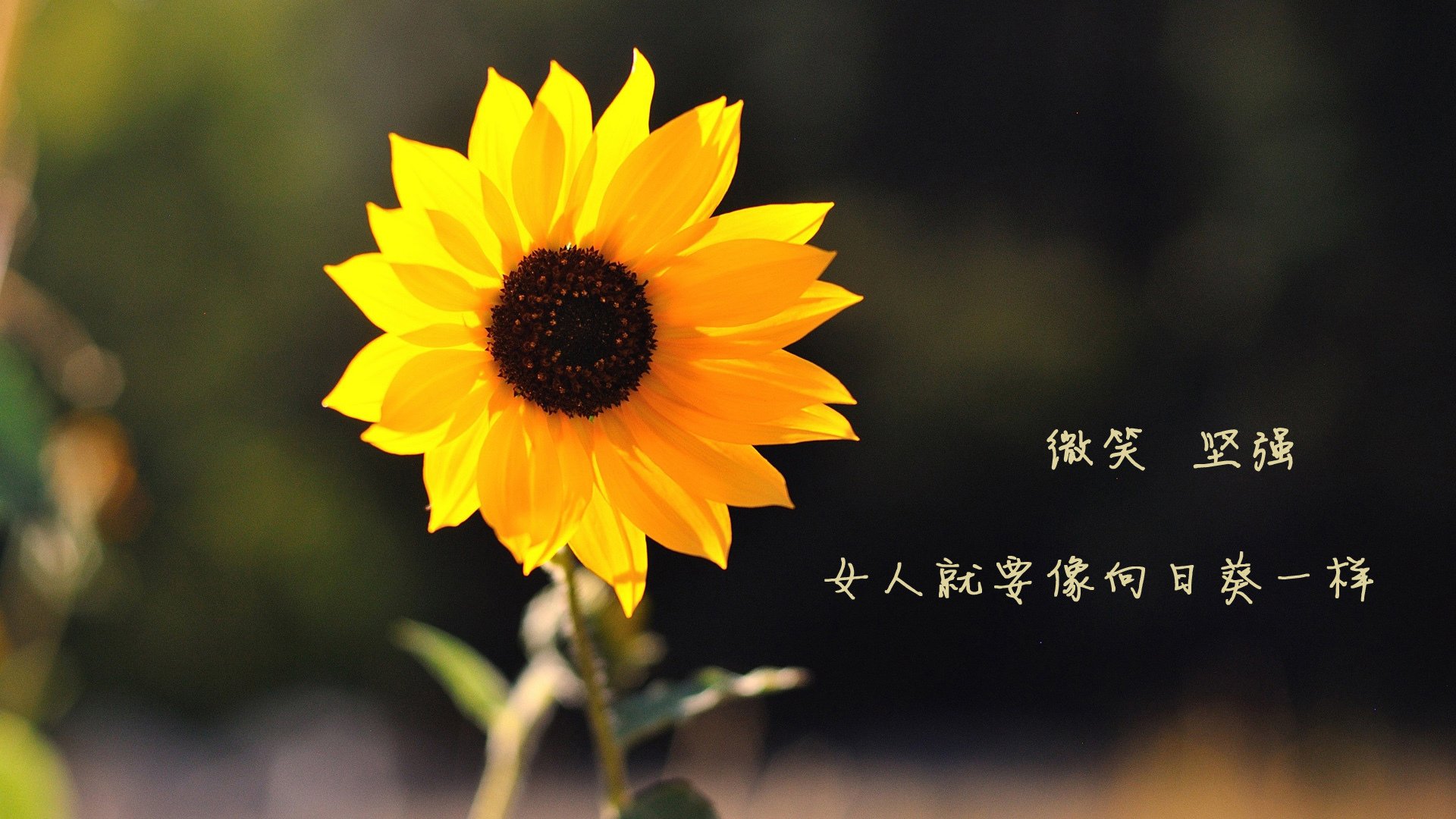 里斯本之夜，宿命回响，当罗德里戈的桑巴之舞，终结枫叶之国的世界杯狂想